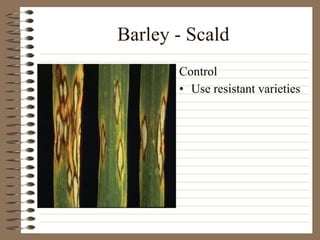 Barley - Scald Use resistant varieties Control 