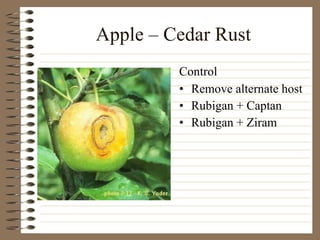 Apple – Cedar Rust Remove alternate host Rubigan + Captan Rubigan + Ziram Control 