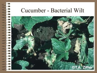 Cucumber - Bacterial Wilt 
