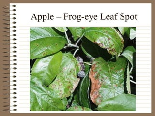 Apple – Frog-eye Leaf Spot 