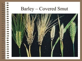 Barley – Covered Smut 