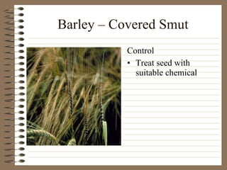 Barley – Covered Smut Treat seed with suitable chemical Control 