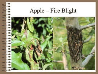 Apple – Fire Blight 