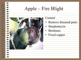 Apple – Fire Blight Remove diseased parts Streptomycin  Bordeaux Fixed copper Control 