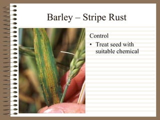 Barley – Stripe Rust Treat seed with suitable chemical Control 