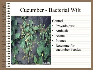 Cucumber - Bacterial Wilt Provado dust Ambush Asana Pounce Rotenone for cucumber beetles. Control 