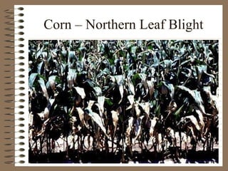 Corn – Northern Leaf Blight 