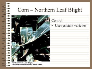 Corn – Northern Leaf Blight Use resistant varieties Control 