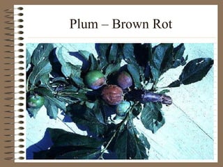 Plum – Brown Rot 