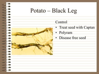 Potato – Black Leg Treat seed with Captan Polyram Disease free seed Control 