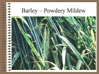 Barley – Powdery Mildew 