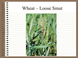 Wheat – Loose Smut 