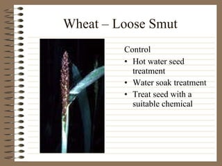 Wheat – Loose Smut Hot water seed treatment Water soak treatment Treat seed with a suitable chemical Control 