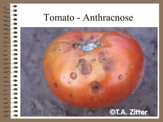Tomato - Anthracnose 