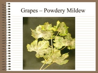 Grapes – Powdery Mildew 
