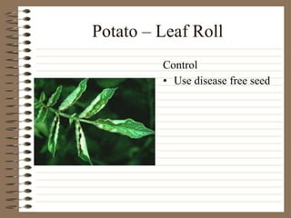 Potato – Leaf Roll Use disease free seed Control 