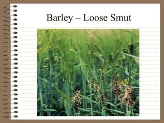 Barley – Loose Smut 