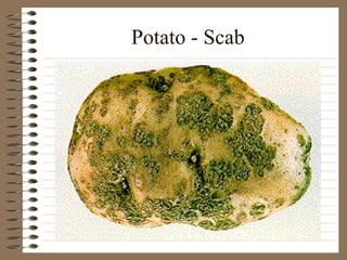 Potato - Scab 