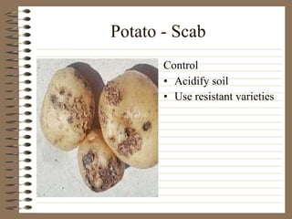 Potato - Scab Acidify soil  Use resistant varieties Control 