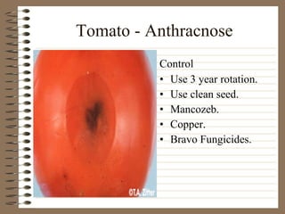 Tomato - Anthracnose Use 3 year rotation. Use clean seed. Mancozeb. Copper. Bravo Fungicides. Control 