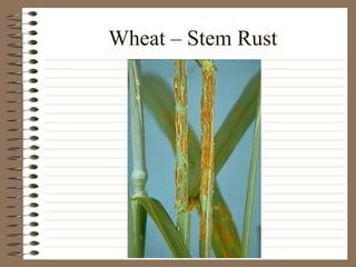 Wheat – Stem Rust 