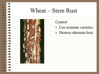 Wheat – Stem Rust Use resistant varieties Destroy alternate host Control 