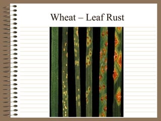 Wheat – Leaf Rust 