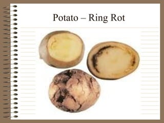 Potato – Ring Rot 
