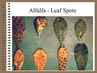 Alfalfa - Leaf Spots 
