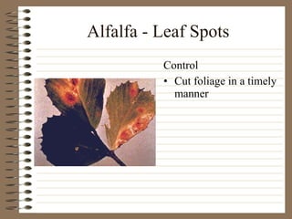 Alfalfa - Leaf Spots Cut foliage in a timely manner Control 