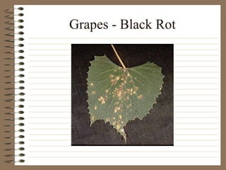 Grapes - Black Rot 