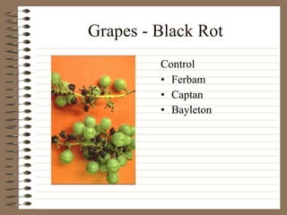 Grapes - Black Rot Ferbam  Captan Bayleton Control 