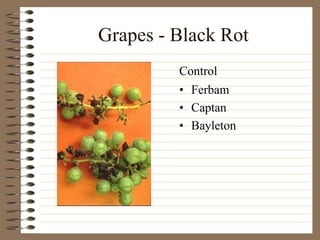 Grapes - Black Rot
• Ferbam
• Captan
• Bayleton
Control
 