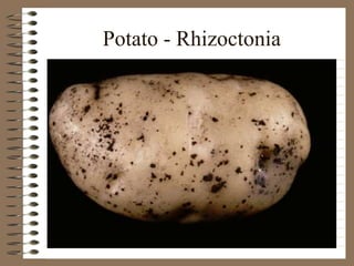 Potato - Rhizoctonia
 