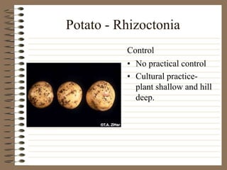 Potato - Rhizoctonia
• No practical control
• Cultural practice-
plant shallow and hill
deep.
Control
 