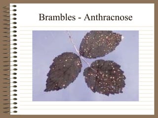 Brambles - Anthracnose
 