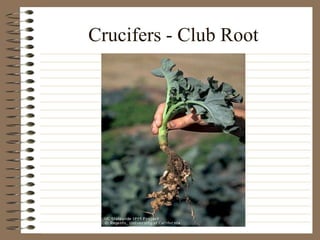 Crucifers - Club Root
 
