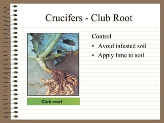 Crucifers - Club Root
• Avoid infested soil
• Apply lime to soil
Control
 