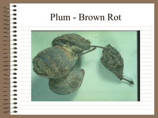 Plum - Brown Rot
 