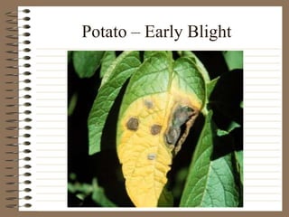 Potato – Early Blight
 