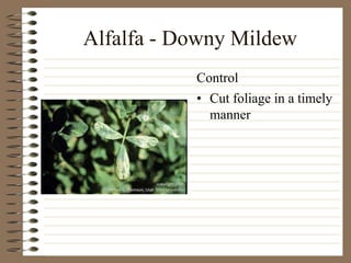 Alfalfa - Downy Mildew
• Cut foliage in a timely
manner
Control
 