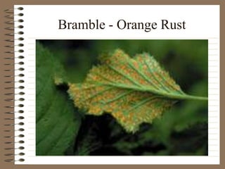 Bramble - Orange Rust
 