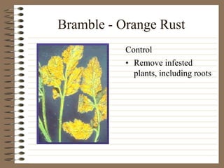 Bramble - Orange Rust
• Remove infested
plants, including roots
Control
 