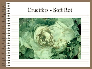 Crucifers - Soft Rot
 