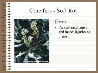 Crucifers - Soft Rot
• Prevent mechanical
and insect injuries to
plants
Control
 