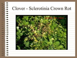 Clover - Sclerotinia Crown Rot
 