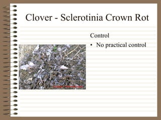 Clover - Sclerotinia Crown Rot
• No practical control
Control
 