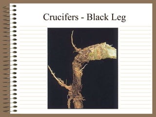 Crucifers - Black Leg
 