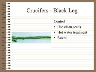 Crucifers - Black Leg
• Use clean seeds
• Hot water treatment
• Rovral
Control
 