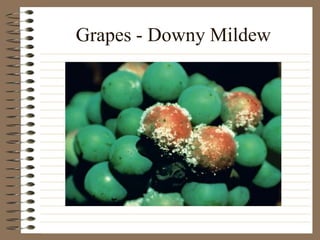 Grapes - Downy Mildew
 